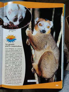 Animaux à protéger [Relié] by De Wetter Bernard