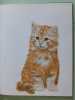 Nos animaux les cats. 
