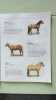 Autocollants Chevaux Et Poneys. Spector Joanna