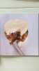 Hachis gourmands. Ilona Chovancova
