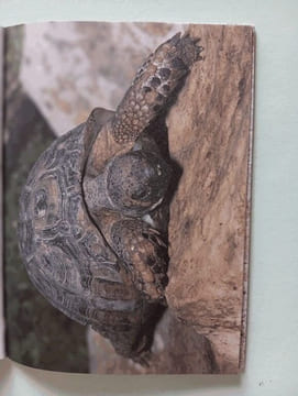 Tortues grenouilles salamandres et tritons : élevage et reproduction. Marcel Bourgeois