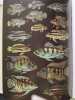 Le monde animal.tome xii.mammiferes 3.carnivores.lagomorphes.orycterope.proboscidiens.damans.sireniens.equides. Bernhard grzimek