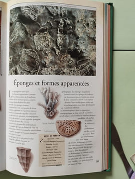 Guide Pratique Roches Et Mineraux. Busbey Arthur-B Willis Paul Roots David Coendraads Robert-R