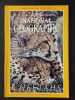 National geographi cheetahs - December 1999. 