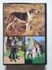 Guide des chiens de chasse. Marcel Roucaute