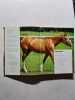 Le guide pratique du cheval. Ashley Wood