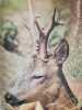 Plaisirs de la Chasse. 