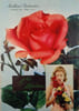 Jolie Madame. Meilland-Richardier