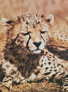 Animaux d'Afrique