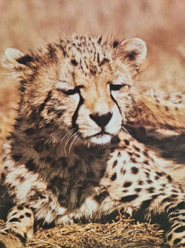 Animaux d'Afrique. Jane Burton