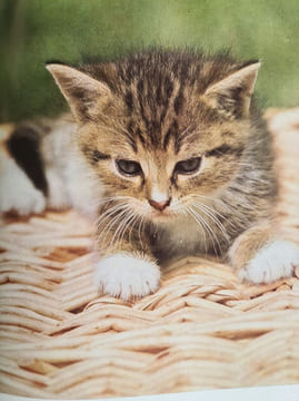 Le grand livre du chat. undefined