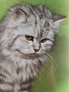 Le grand livre du chat. undefined