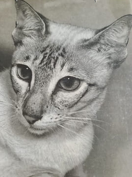 Le grand livre du chat. undefined