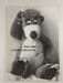 1903 - 1983 L'ours en peluche. 