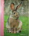 Le lapin. Jean-Claude P&eacute;riquet