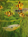 Guide complet de l'Aquarium. MARY BAILEY ET GINA SANDFORD