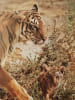Les animaux et leurs petits. MARLYSE DE LA GRANGE  JEAN LARIVIERE