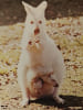 Les animaux et leurs petits. MARLYSE DE LA GRANGE  JEAN LARIVIERE