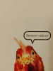 Why? Over 1 111 Answers to Everything. CRISPIN BOYER