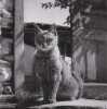 Les Chats: Photographies et Poemes. Unnamed Unnamed