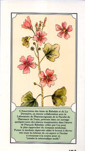 Des plantes médicinales dans l’œuvre de Rabelais.