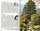 The Ladybird Book of trees.. VESEY-FITZGERALD (Brian), BADMIN (illustrations de S. R.)