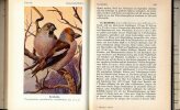 Die vögel mitteleuropas - Singvögel.. FEHRINGER (Otto)