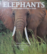 Éléphants, paisibles géants d'Afrique.