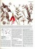Flowering plants of the world (= Les Plantes à fleurs du monde).	. HEYWOOD (Vernon H.)