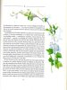Couleurs et jardins (= Colour schemes for the flower garden).. JEKYLL (Gertrude), WESS (illustrations de Charlotte), GLEIZE (traduit de l'anglais par ...