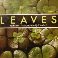 Leaves.