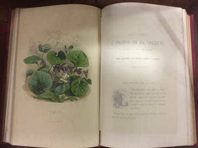 Les Fleurs animées