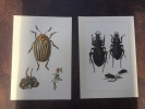Insectes d'Europe & Arachnides et Myriapodes. CASPARI CLAUS