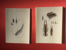 Insectes d'Europe & Arachnides et Myriapodes. CASPARI CLAUS