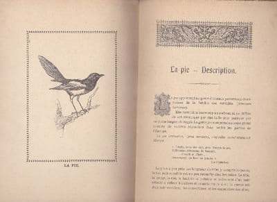 Le Pinson Du Verger - La Pie