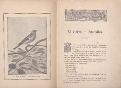 Le Pinson Du Verger - La Pie