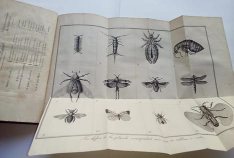 Introduction a l'histoire naturelle des insectes en forme d'entretien . Anonyme ( Abbé Lalanne )