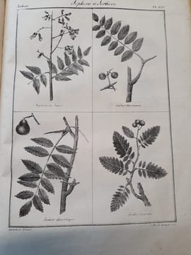 Traité général des eaux et forets , chasses et pèches - Atlas 1ere et 2e partie concernant les foréts - Atlas seul . Baudrillart