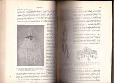 Traité De Zoologie Des Animaux Invertébrés ( Achordata )