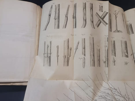 Cours théorique et pratique de la taille des arbres fruitiers . D'ALBRET