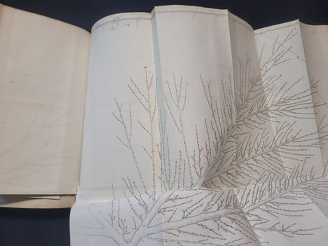 Cours théorique et pratique de la taille des arbres fruitiers . D'ALBRET