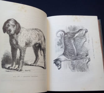 Le chien - Description des races - croisements - élevage - dressage - maladies et leur traitement