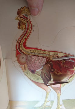 Le Coq et l'Oie. Extérieur Anatomie. 10 Planches coloriées à feuillets découpés et superposés avec explication. . undefined