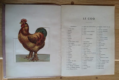 Le Coq et l'Oie. Extérieur Anatomie. 10 Planches coloriées à feuillets découpés et superposés avec explication. 
