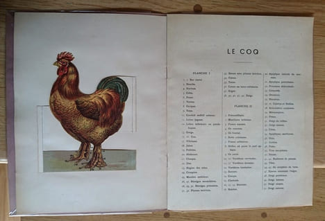 Le Coq et l'Oie. Extérieur Anatomie. 10 Planches coloriées à feuillets découpés et superposés avec explication. . undefined