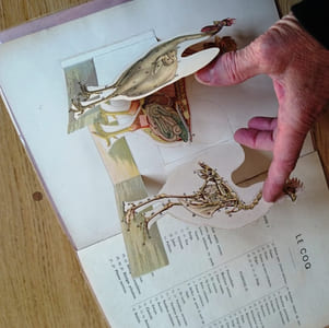 Le Coq et l'Oie. Extérieur Anatomie. 10 Planches coloriées à feuillets découpés et superposés avec explication. 