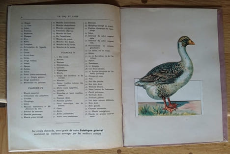 Le Coq et l'Oie. Extérieur Anatomie. 10 Planches coloriées à feuillets découpés et superposés avec explication. . undefined