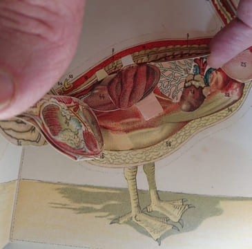 Le Coq et l'Oie. Extérieur Anatomie. 10 Planches coloriées à feuillets découpés et superposés avec explication. . undefined
