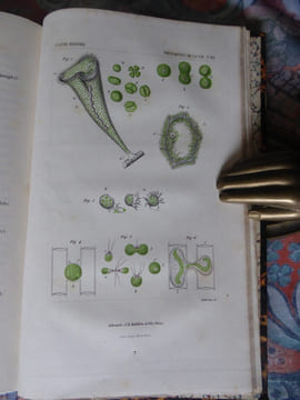 Cours de physiologie générale du Museum d’Histoire naturelle. Leçons sur les phénomènes de la vie communs aux animaux et aux végétaux. BERNARD ...