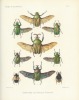 Voyage de Guy Babault en Afrique orientale (1912-1913) Résultats scientifiques : insectes coléoptères cetoniini . BOURGOIN Auguste